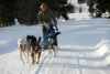 Sleddog